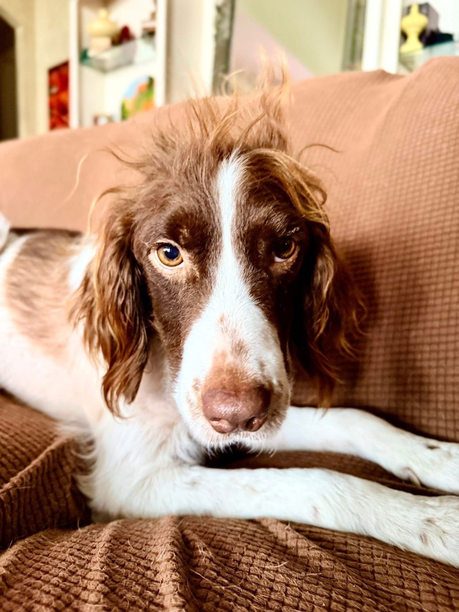 BIRDIE - Brittany available for adoption