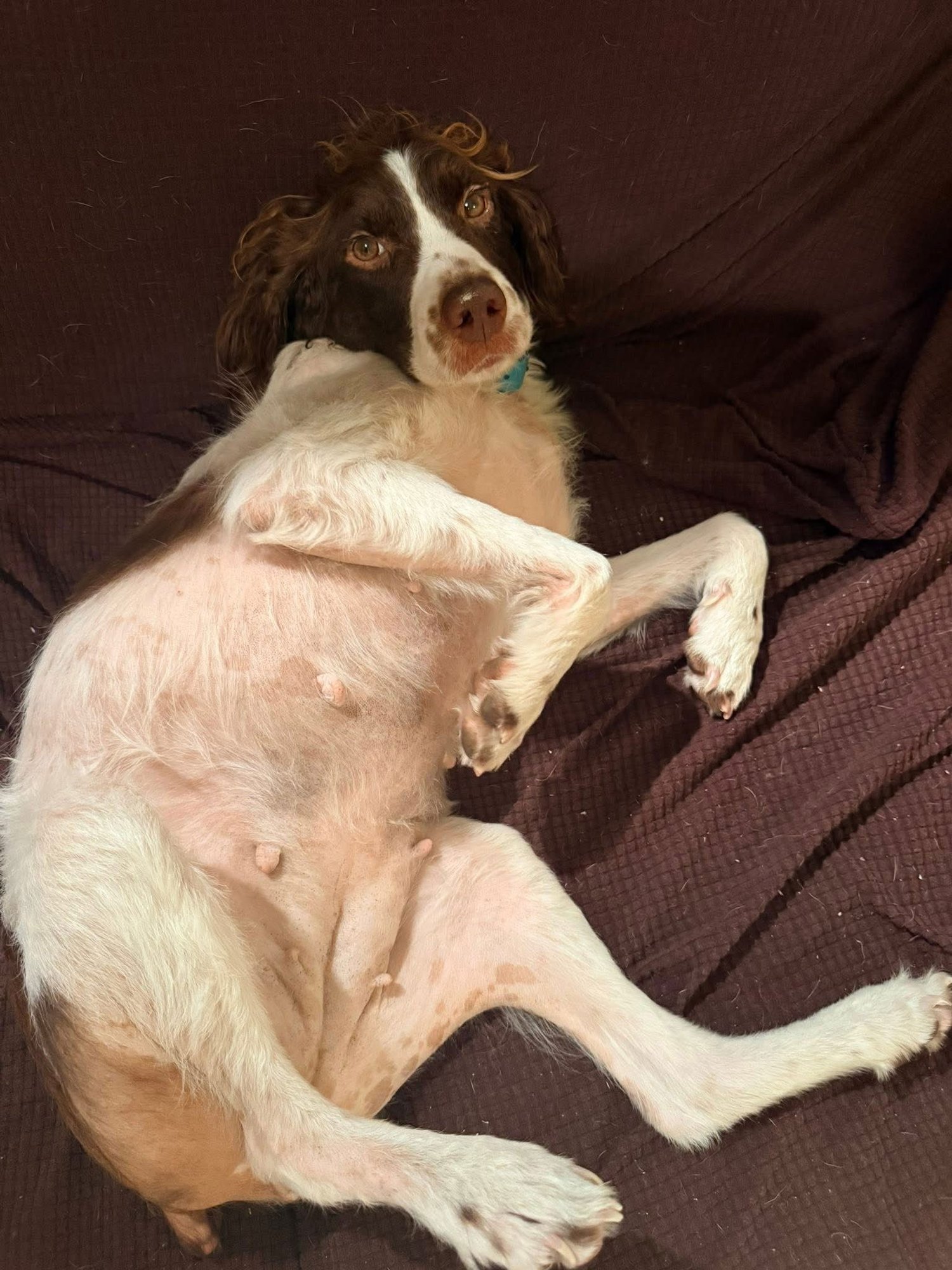 BIRDIE - Brittany available for adoption