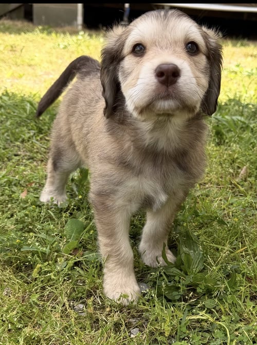 TITAN - Bernese Mountain Dog / Poodle (Standard) for adoption in Mobile