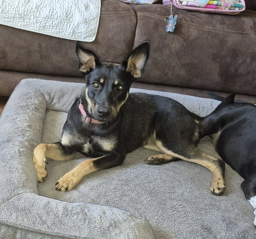 MIA - Shepherd for adoption in Mobile