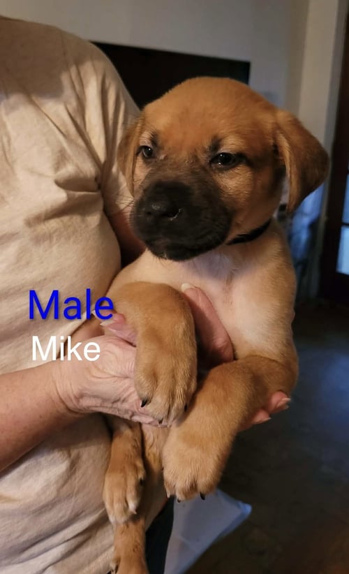 MIKE - Great Pyrenees / Belgian Shepherd Malinois available for adoption