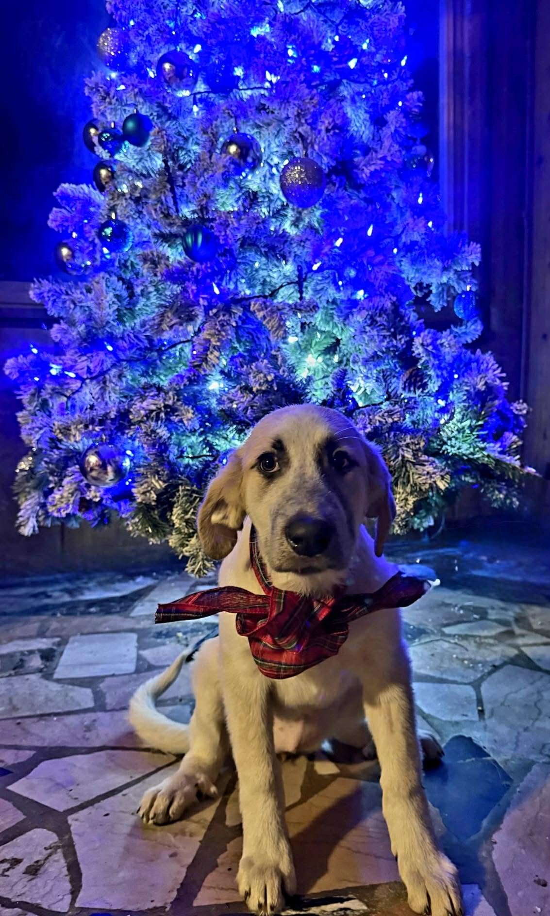 SPOT - Great Pyrenees / Anatolian Shepherd available for adoption