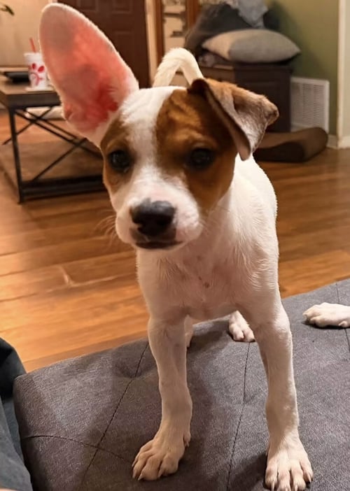 ANDROMEDA - Jack Russell Terrier available for adoption