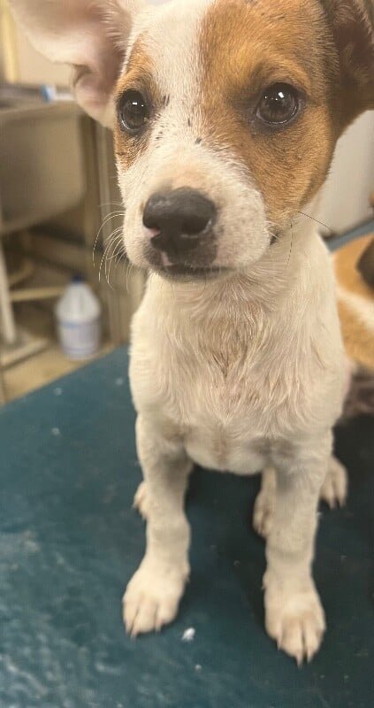 ANDROMEDA - Jack Russell Terrier available for adoption