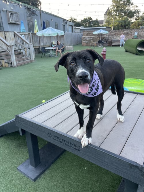 SHADOW - American Pit Bull Terrier available for adoption