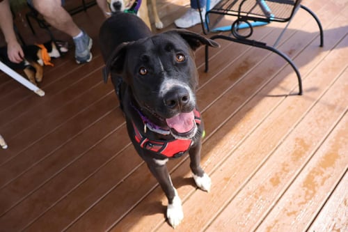 SHADOW - American Pit Bull Terrier for adoption in Mobile