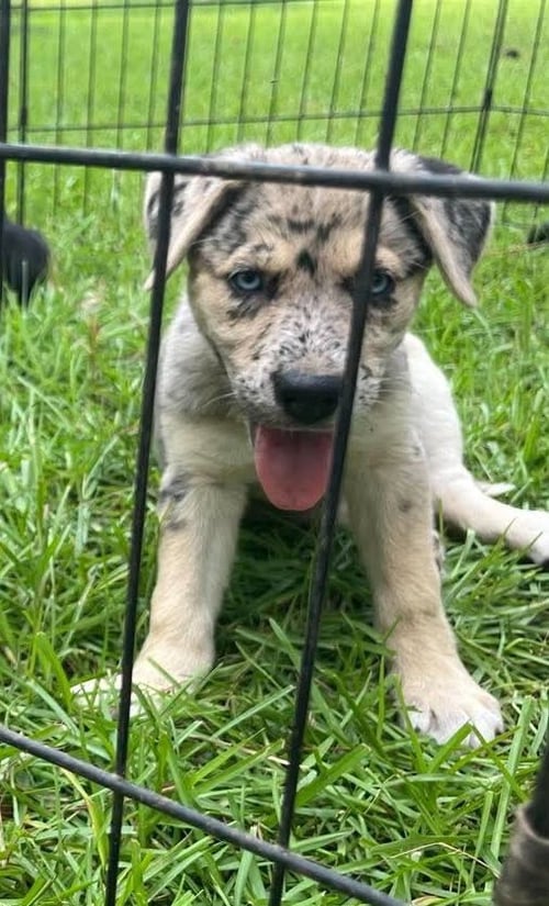 DOTTIE - Shepherd available for adoption