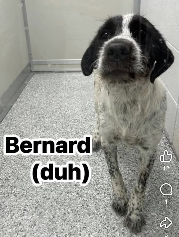 Bernard Image
