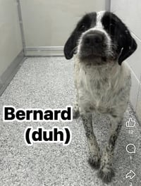 Bernard - Photo 1