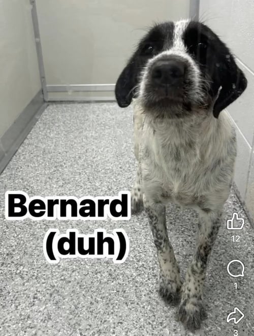 BERNARD - Labrador Retriever / German Wirehaired Pointer available for adoption
