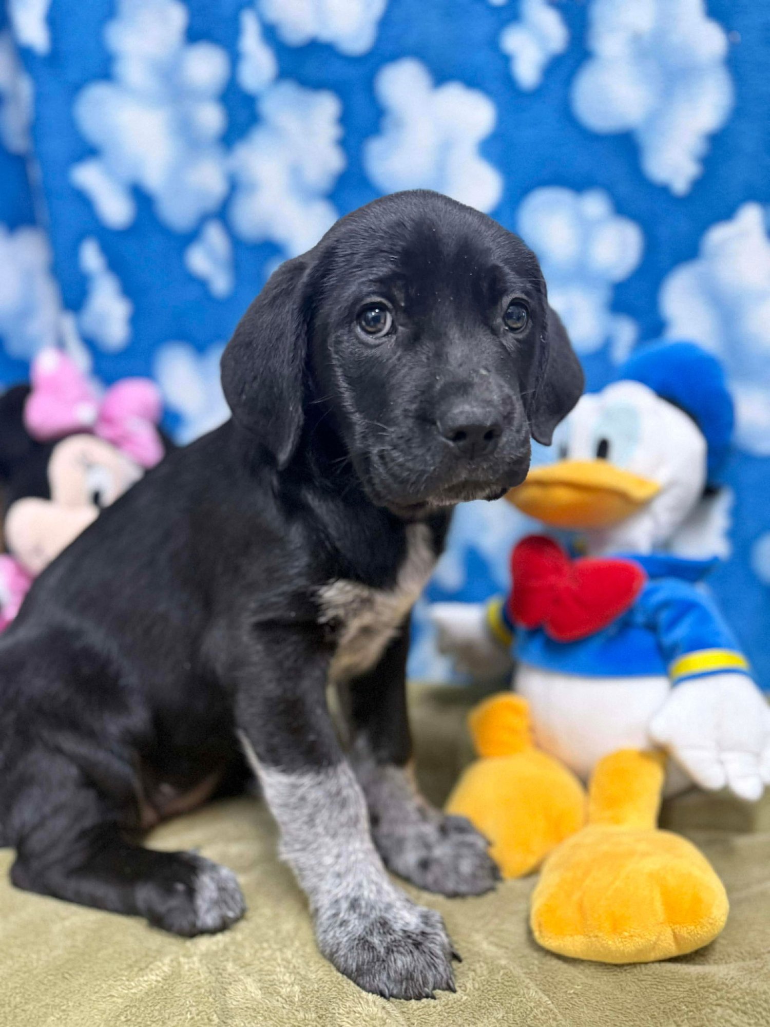 JANIE - Anatolian Shepherd available for adoption