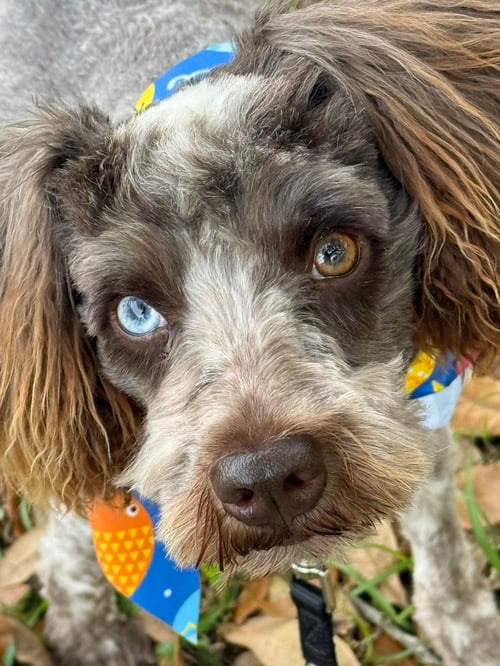 MARLEY - Poodle (Miniature) available for adoption