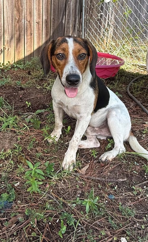 BEETLE - Beagle available for adoption