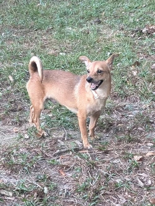 DUCKY - Chihuahua available for adoption