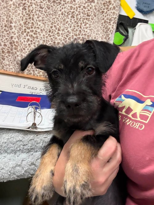 MILO SCRUFF - Schnauzer available for adoption