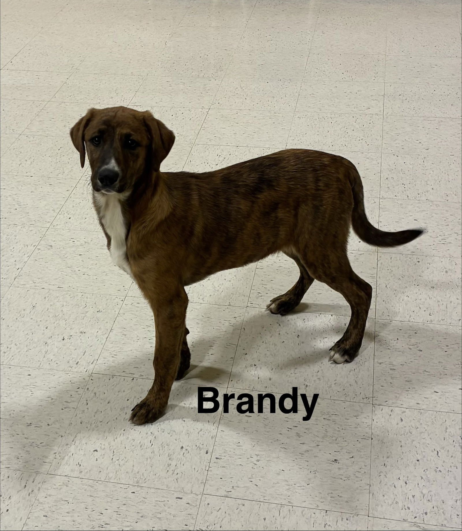 BRANDY - Hound available for adoption
