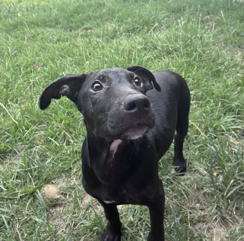 MCCOY - Unknown available for adoption