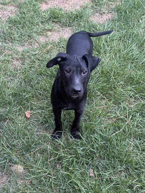 MCCOY - Unknown available for adoption