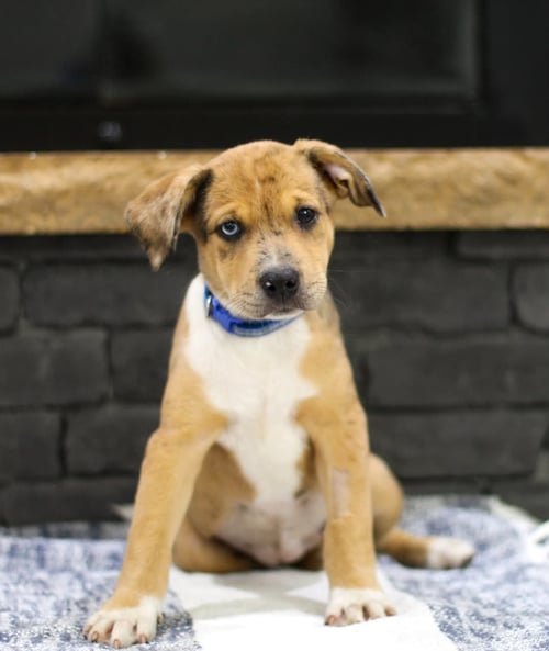 BUBBLES - Unknown available for adoption