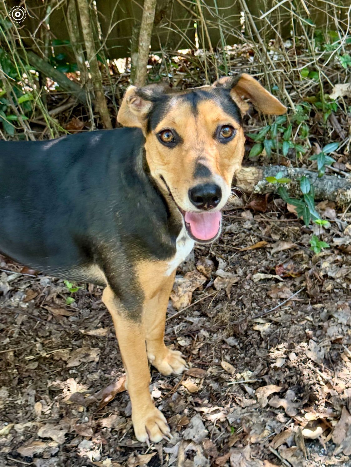 ROSE - Unknown available for adoption