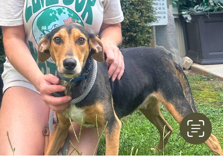 ROSE - Unknown available for adoption