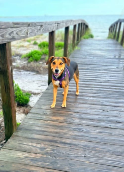 ROSE - Unknown available for adoption