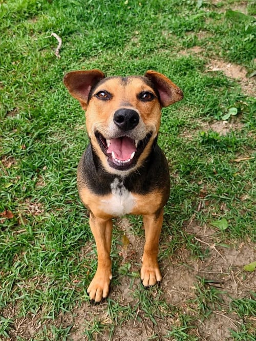 ROSE - Unknown available for adoption