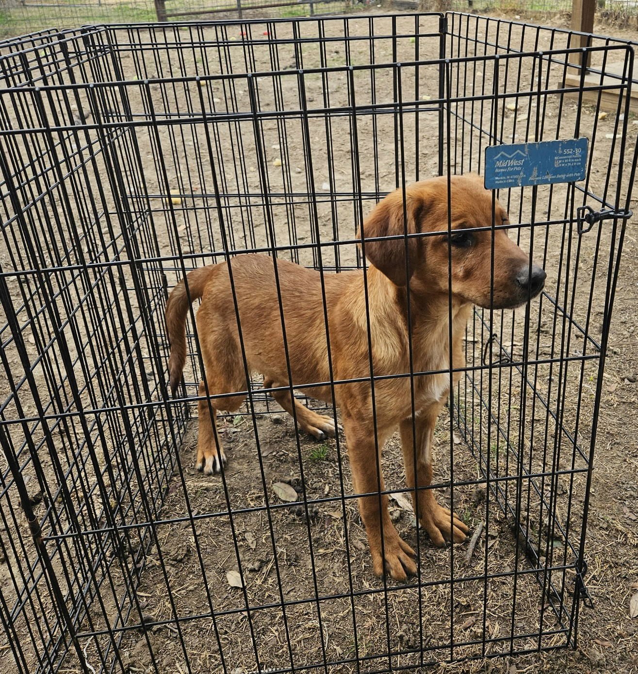 RUDY - Hound available for adoption