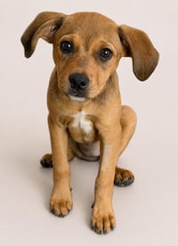 Nova - Photo 1
