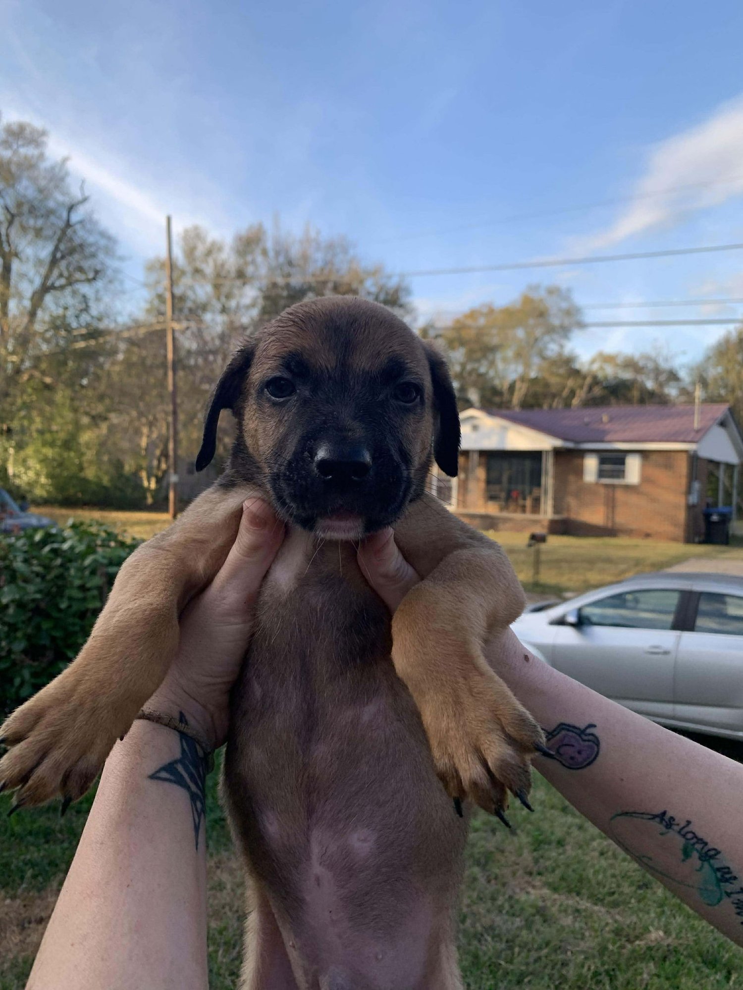 CHARLIE BROWN - Shepherd / German Shepherd Dog available for adoption