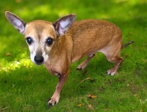 HAPPY FEET - Chihuahua for adoption in Mobile