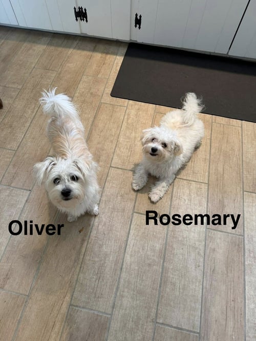 ROSEMARY - Poodle (Miniature) / Maltese available for adoption