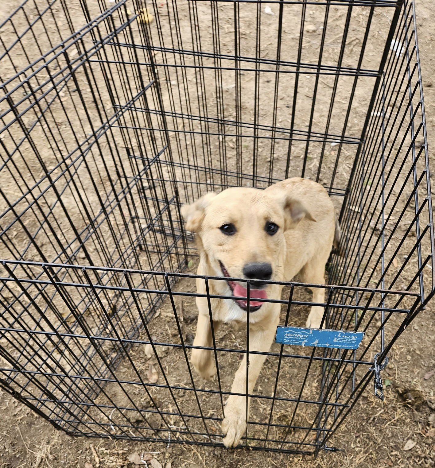 BELLA - Hound available for adoption