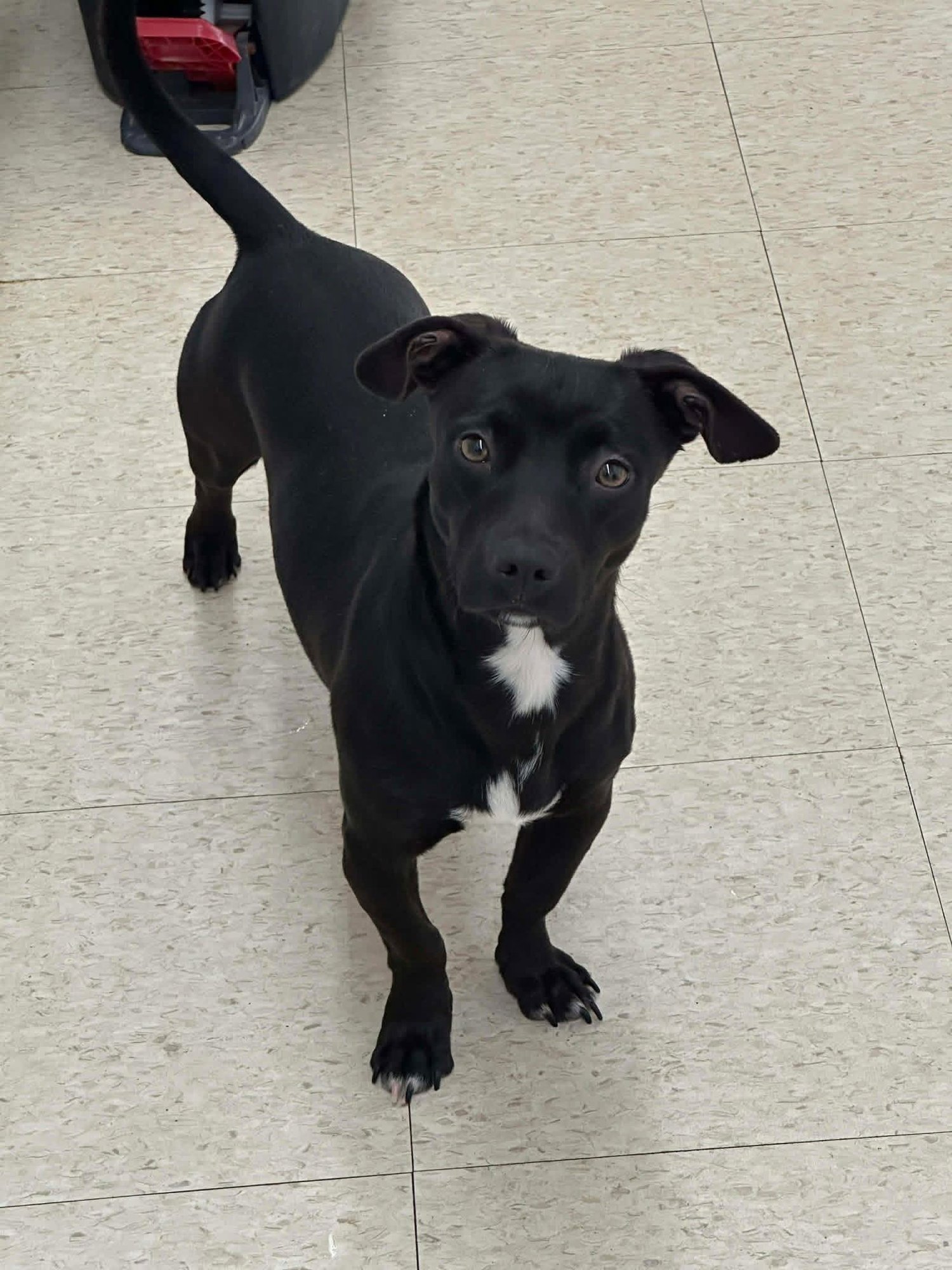 MIA - Dachshund available for adoption