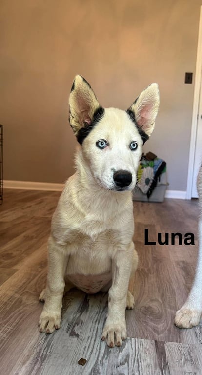 Luna Image