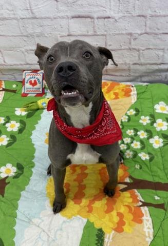 TWIZZLE - Pit Bull Terrier available for adoption