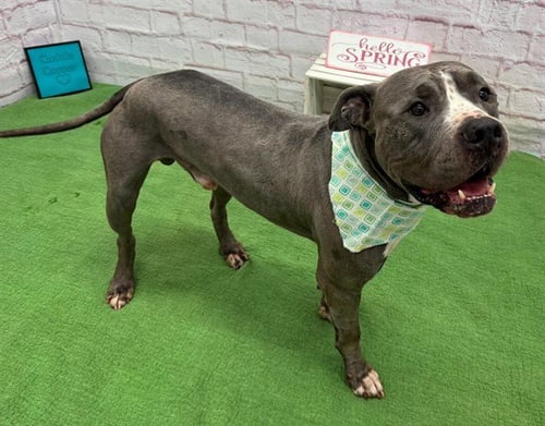 ICELAND - Pit Bull Terrier for adoption in Warren