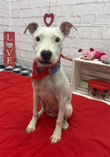 PROMISE CANNOLI - Pit Bull Terrier available for adoption