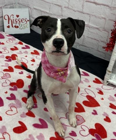 PEONY TRINKET - Pit Bull Terrier available for adoption