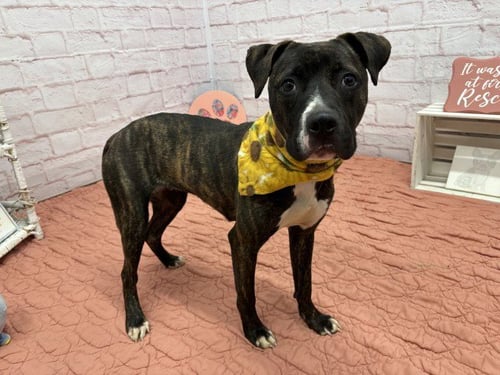 WOODLAND - Pit Bull Terrier for adoption in Dearborn
