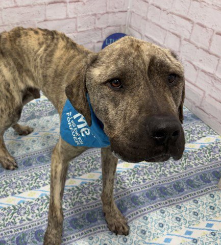 FLETCHER POND - Mastiff available for adoption