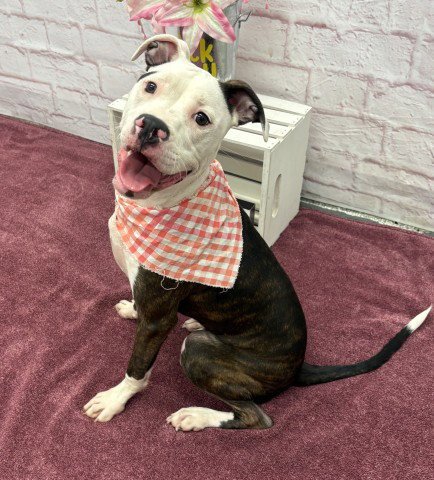 BASAN - Pit Bull Terrier for adoption in Dearborn