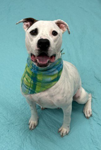 SQUID - Pit Bull Terrier available for adoption