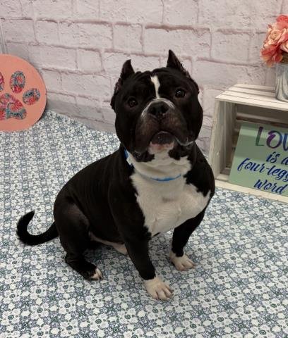 ZEUS AUSTIN Image