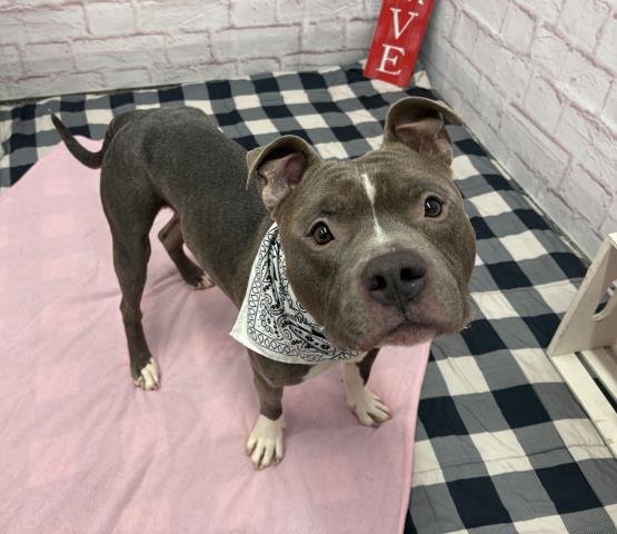 SYRUP EMBRACE - American Staffordshire Terrier available for adoption