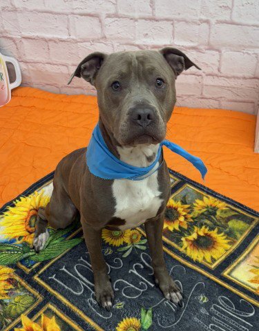 DOMINO - American Staffordshire Terrier available for adoption