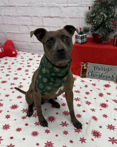 SHEEBA - American Staffordshire Terrier available for adoption