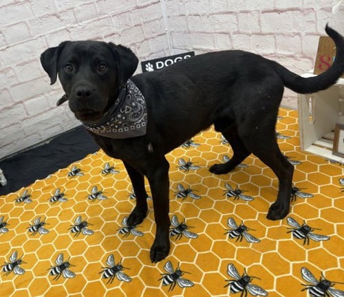SUBARUU - Labrador Retriever for adoption in Dearborn