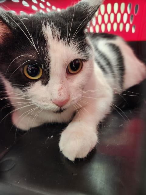 ENVY - Domestic Short Hair available for adoption