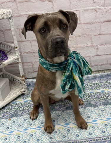 MENOMINEE - Cane Corso Mastiff available for adoption